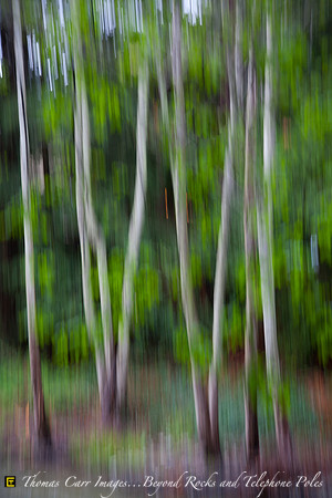 Alders