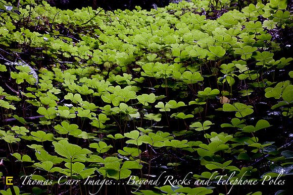 Redwood Sorrel Blanket