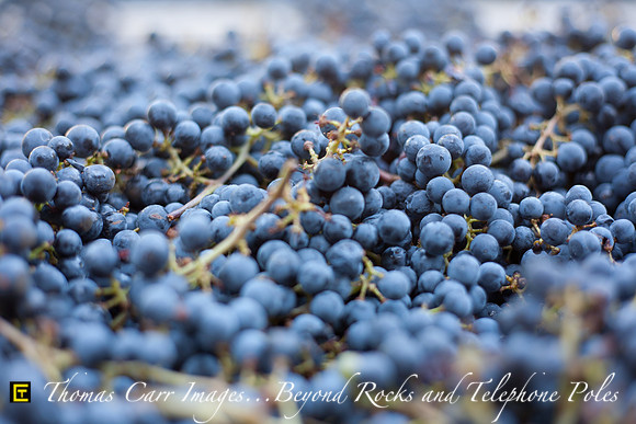 Grapes
