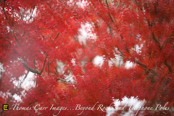 Wind in the Maple