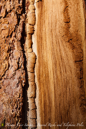 Bark Texture